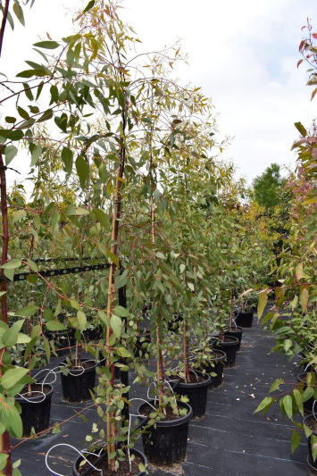 Dwarf Yellow Gum ‘Euky Dwarf’